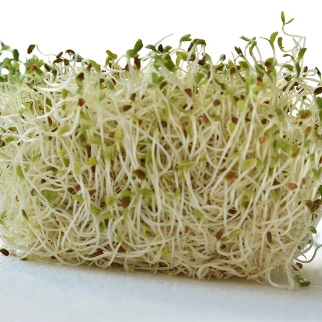 Alfalfa sprouts