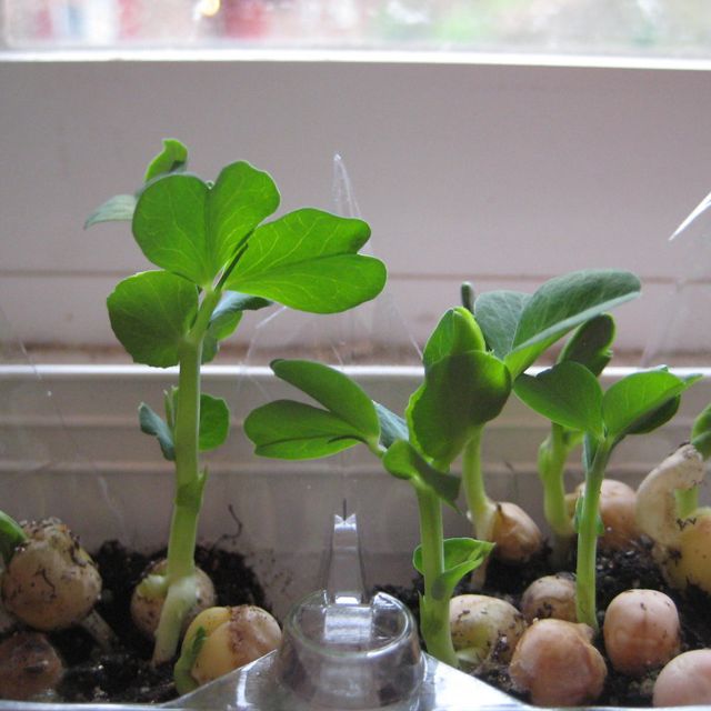 Pea shoots