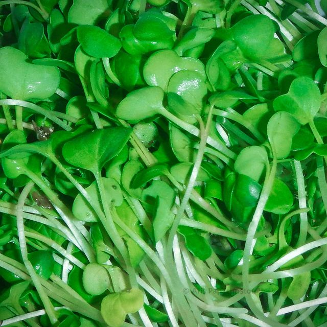 Daikon radish microgreens
