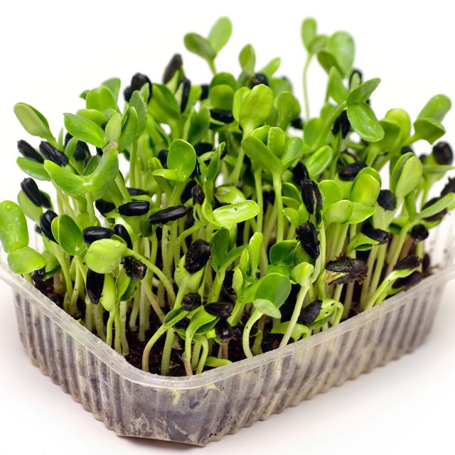 Sunflower shoots