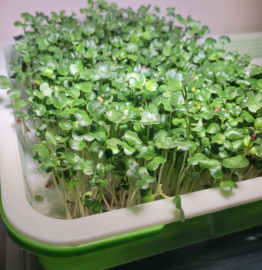 A living tray of microgreens