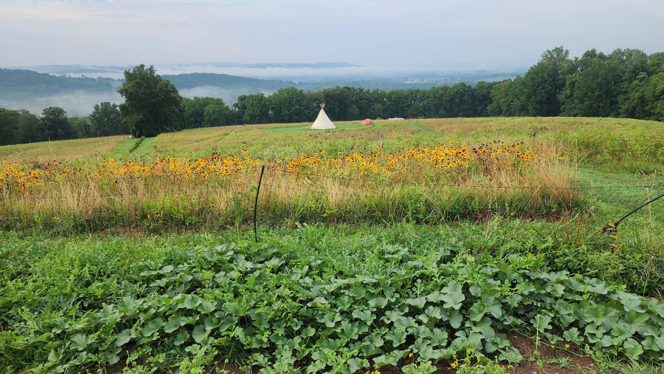 The fields at Giat Farm in the Oley Valley, flowers and vegetables growing together