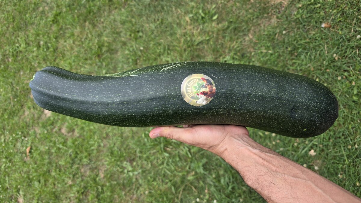 A zucchini grown at Giat Farm, held in one hand