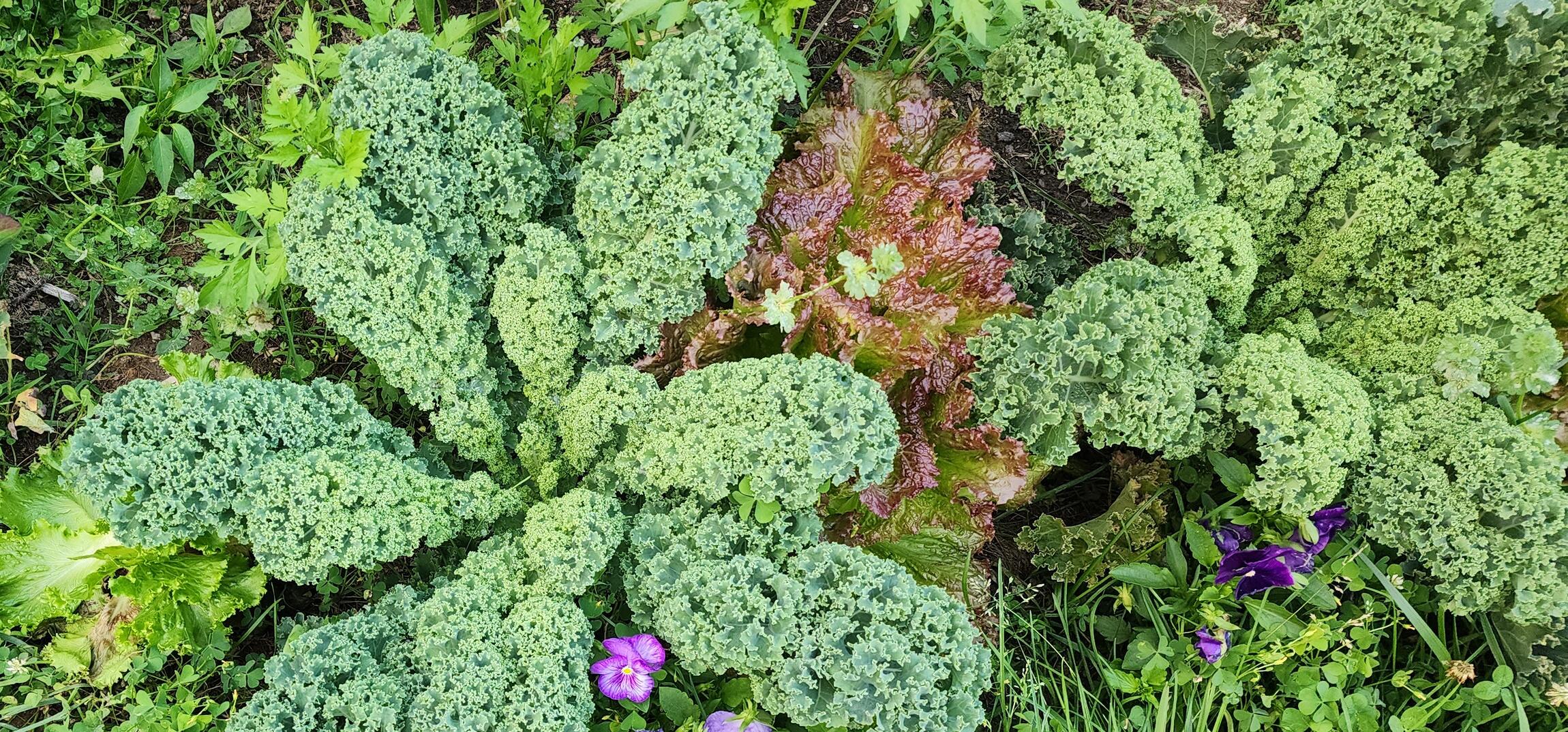 Dense kale and mixed greens growing together at Giat Farm